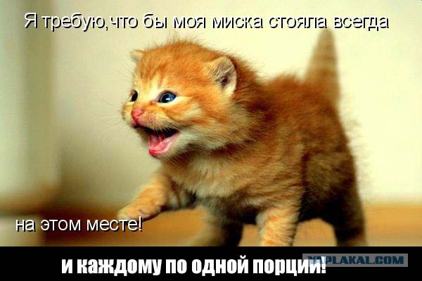 Котовторник
