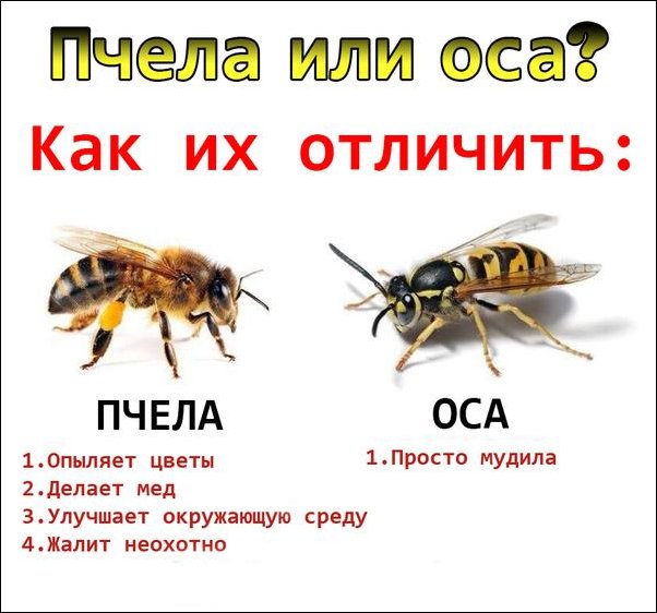 Ш-ш-штрашное гнеждо