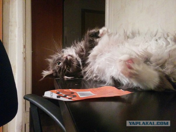Котовторник 03.11.2015