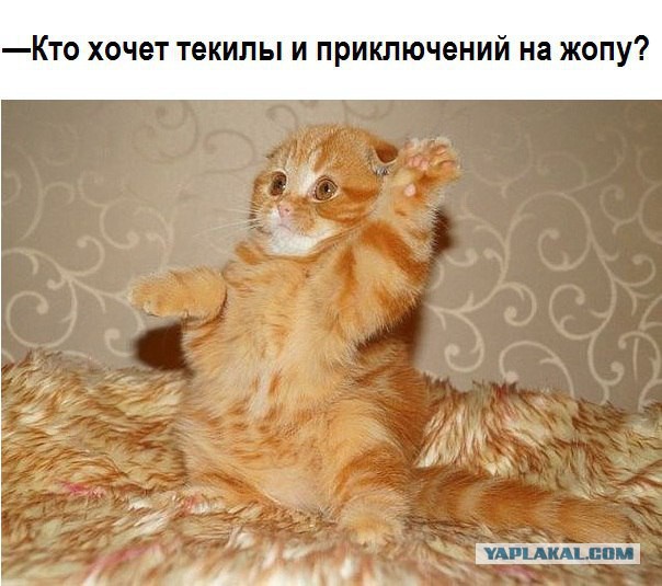 Смешные фотографии дикой природы