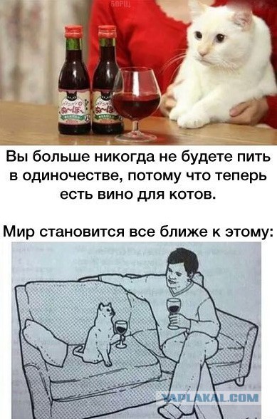 Кот-собутыльник