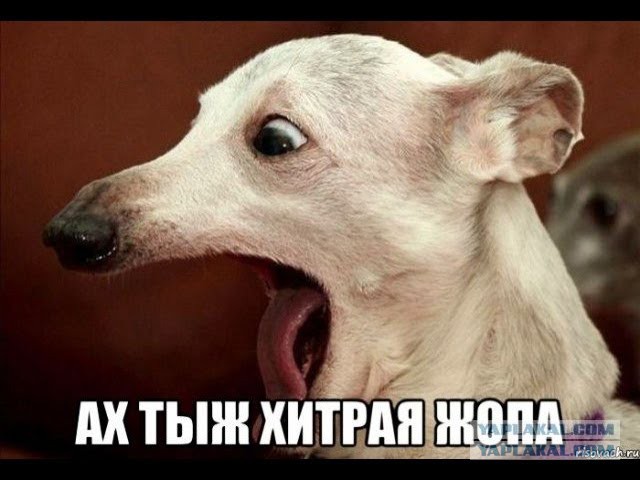 Вот так продают Windows 10. Наконец то хоть толк