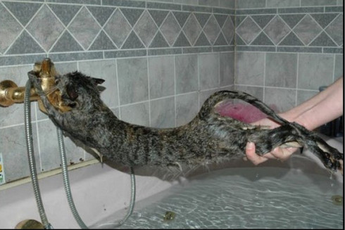 Кот пытался спастись от купания на полке