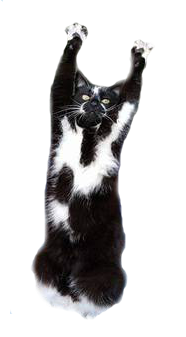 Фотожаба: «Сдающаяся» кошка