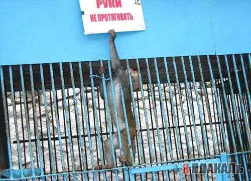 ОБЕЗЬЯНЫ. Все про обезьян
