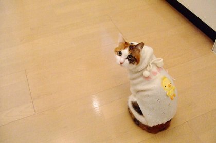 Коты, кошки, котята