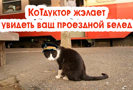 Котовторник!