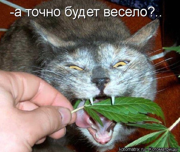 Исповедь сыроедки