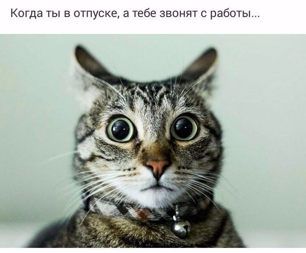Мохнатые беспредельщики