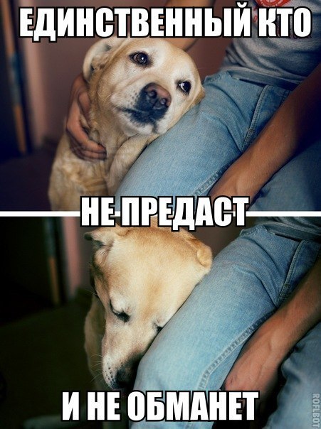 Божьи твари