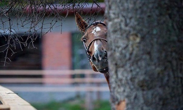 Прикольные животные
