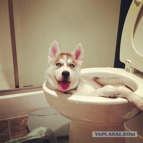 Когда им скучно