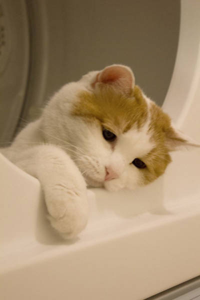 Коты из сети