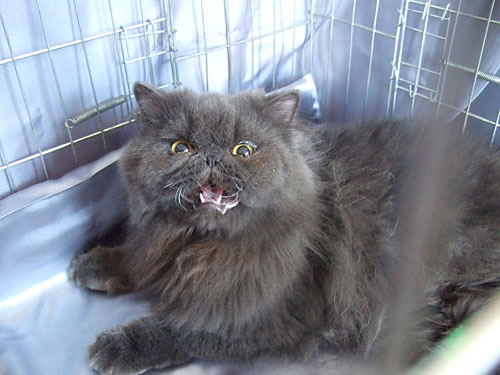 Коты из сети