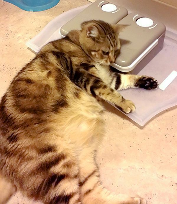 Коты из сети