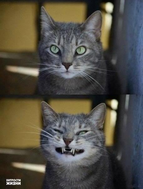 Коты из сети