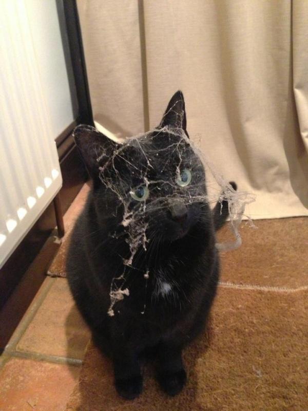 Коты и Кошки