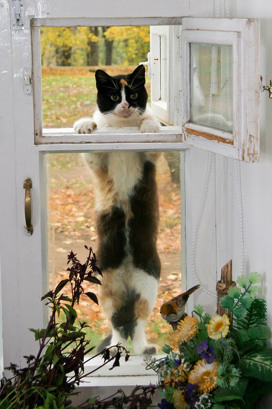 Коты и Кошки