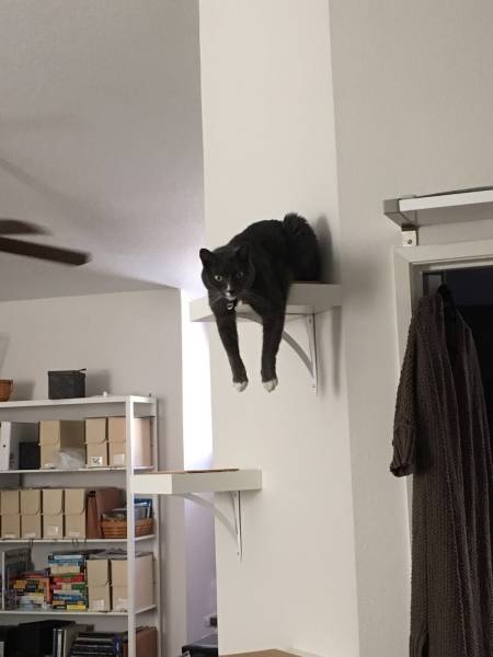 Коты и Кошки