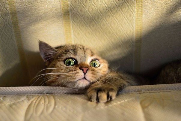 Коты и Кошки
