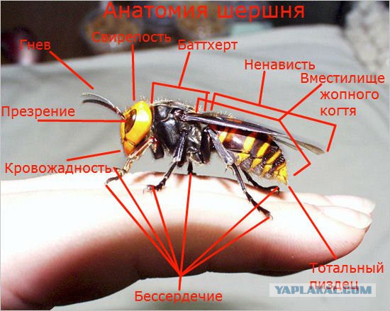 Домик милых шершней