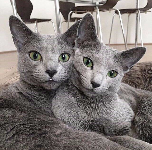 Коты и Кошки