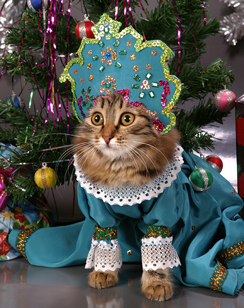 Коты и Кошки