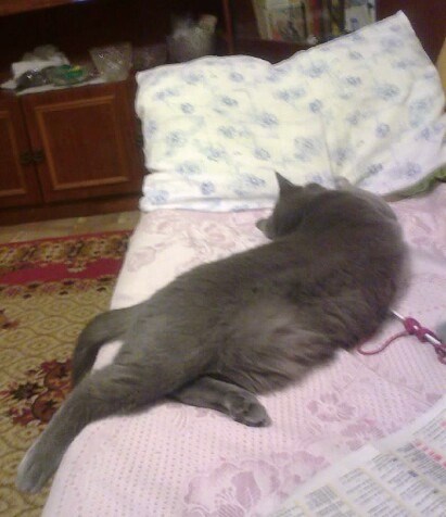 Котовторник 20.02.18