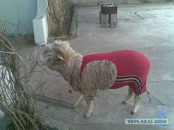 В Чечне докопались до англичанина из-за его коротких шорт