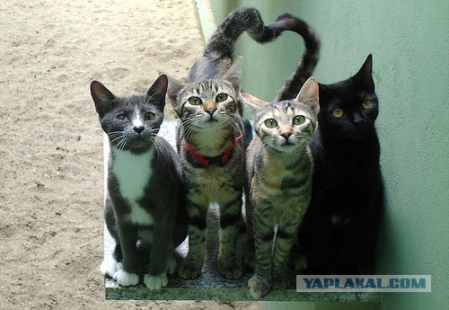 Котовторник (16.09.08)