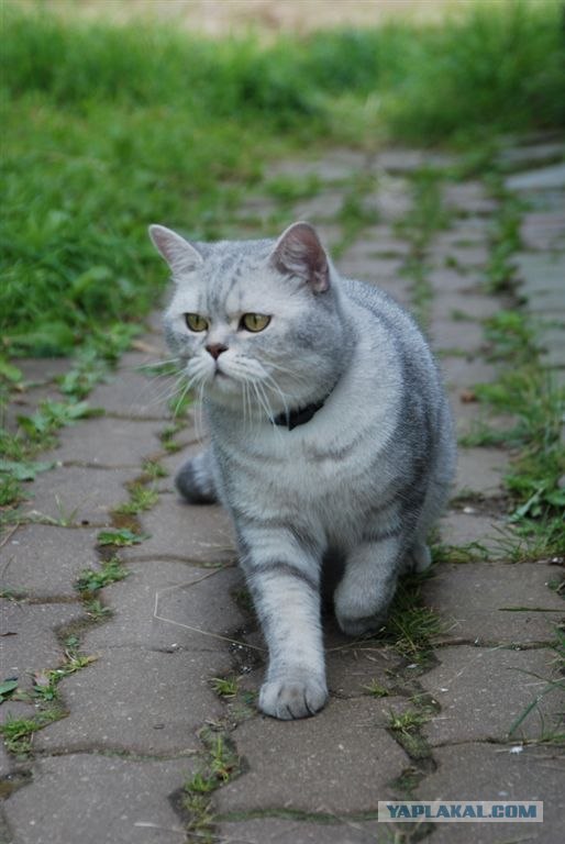 Котовторник: Кошки гаваны и другие!