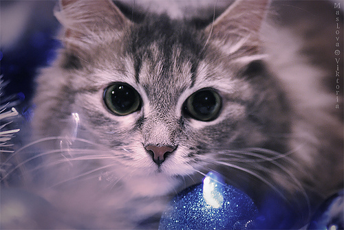 Новогодний КОТОВТОРНИК!