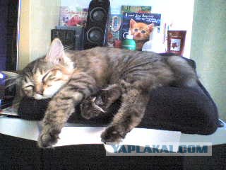 Котовторник на ферме (65 фот)