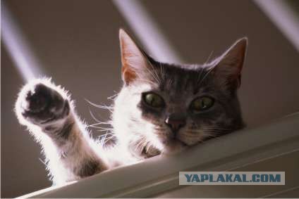Котосреда (06.05.2009)