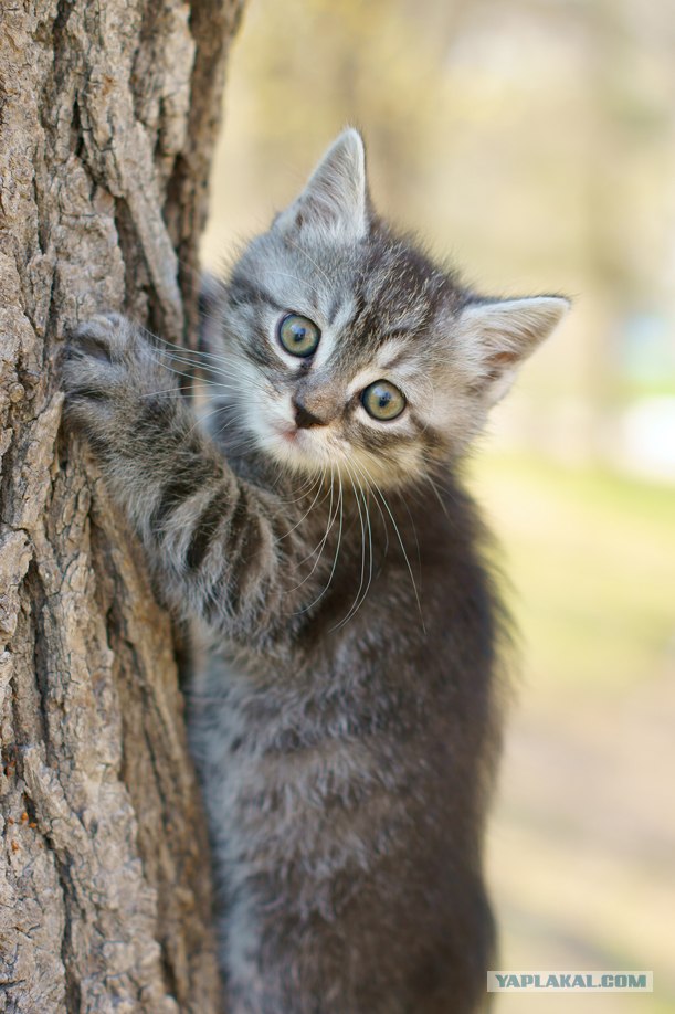 Котовторник стартует