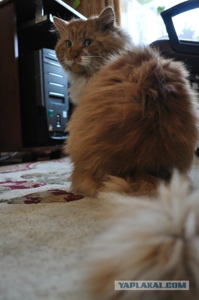 Котовторник (21.02.2012)
