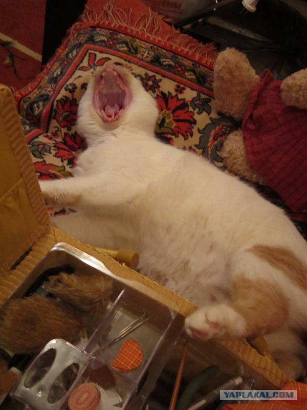 Котовторник 27.03.2012