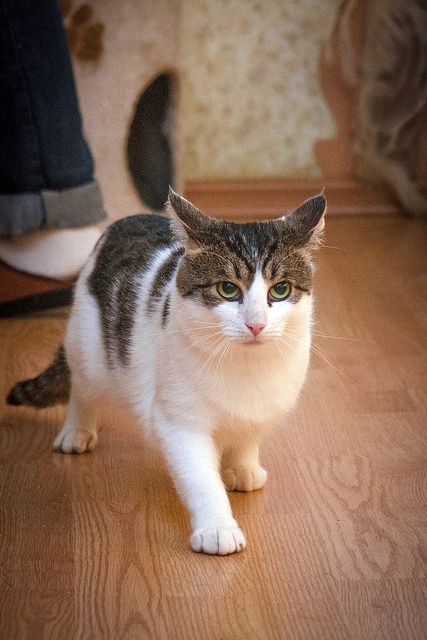 Забавные фото котеек