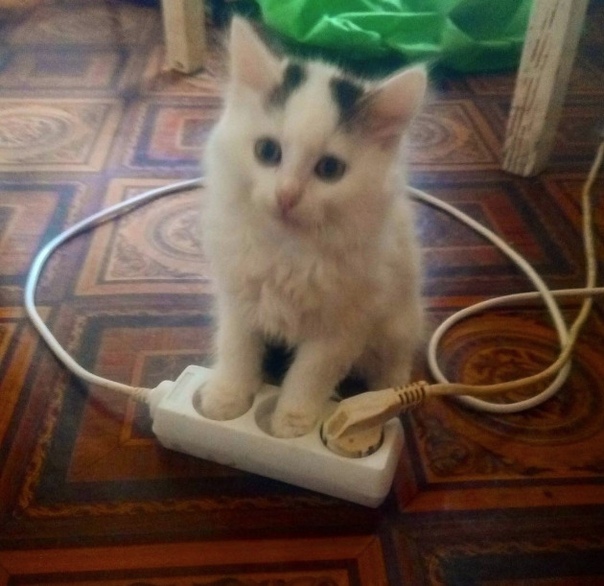 Котики
