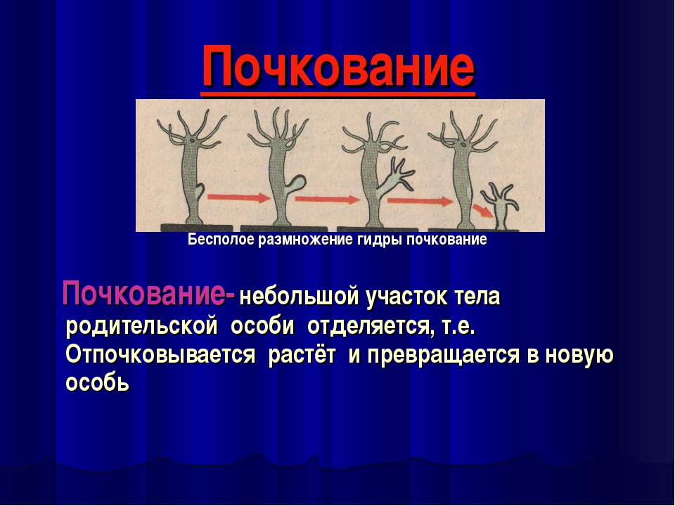 К какому типу относится изображенное на рисунке размножение гидры