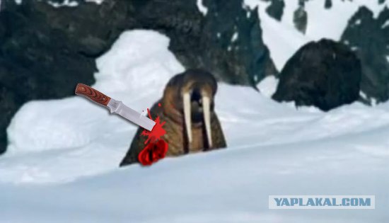 Жабим моржэ!1