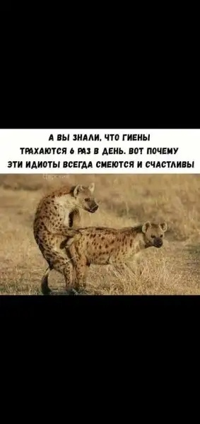 Картинки и мемы для настроения 009
