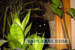 Найди кота