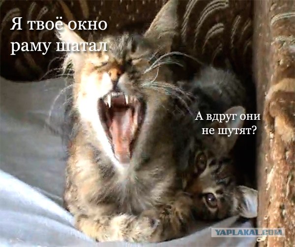 Подъездные коты