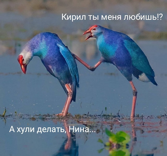 Калейдоскоп картинок