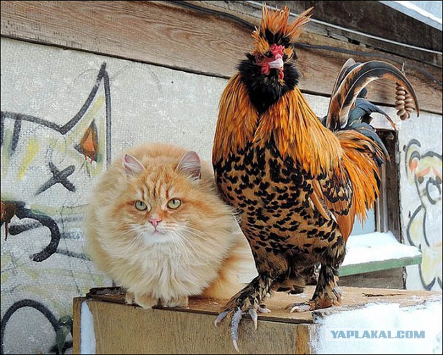 Калейдоскоп картинок