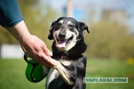 Решить проблему бродячих собак в России - петиция