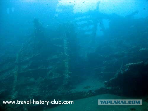 Они живут только 40 лет