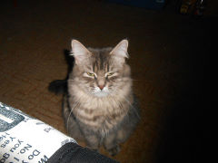 Котовторник 26.03.2013