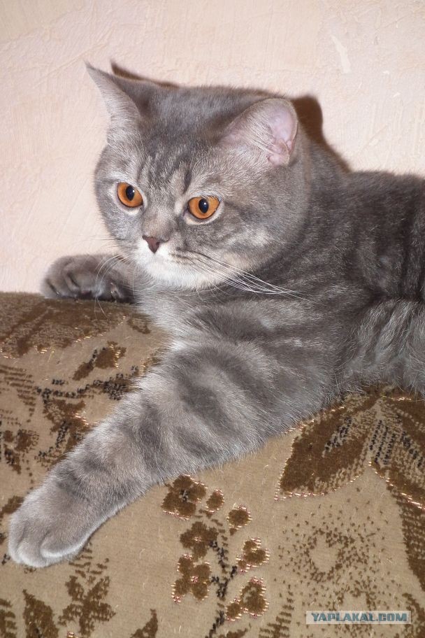 День рождения у Grumpy Cat